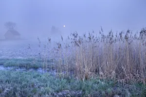 Upper Swabia Prints: Moorland and moon - Germany, Baden-Wurttemberg, Tubingen, Biberach