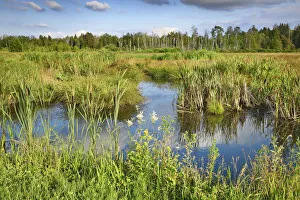 Reed Prints: Moorland in Pfrunger Ried - Germany, Baden-Wurttemberg, Sigmaringen, Ostrach, Ulzhausen