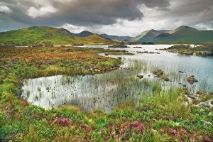 Swamp Prints: Moorland at Rannoch Moor - United Kingdom, Scotland, Argyll and Bute