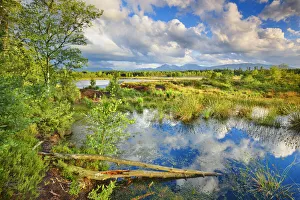Freilassing Prints: Moorland at Schoenramer Filz - Germany, Bavaria, Upper Bavaria, Berchtesgadener Land