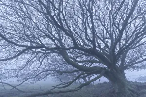 Moorland tree in winter fog, Dartmoor National Park, Devon, England