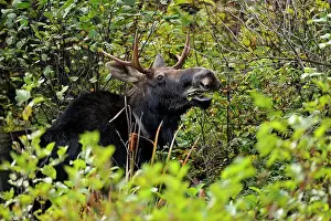 Racks Prints: Moose (Alces alces) Bull eating tree leaves in autumn