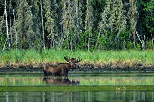 Bull Prints: Moose (Alces alces). Bull foraging for aquatic plants in a beaver pond