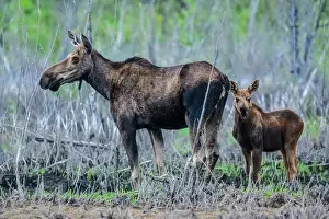 Moose (Alces alces) Cow moose with calf foraging for aquatic vegetation in a beaver pond, Toad River RV park, BC British Columbia, Canada