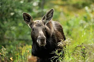 Looking At Camera Prints: Moose (Alces alces) First year calf, Algonquin Prov Park, Ontario, Canada