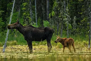 Cows Prints: Moose (Alces alces), Liard Hot Springs provincial park, BC British Columbia, Canada