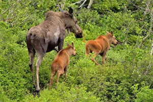 Females Prints: Moose (Alces alces) mother and calves, Glacier National Park, Montana, USA