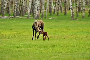 Cows Prints: Moose (Alces alces) Mother and newborn calf, Chain Lakes Prov Pk, Alberta, Canada