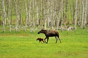 Cows Prints: Moose (Alces alces) Mother and newborn calf, Chain Lakes Prov Pk, Alberta, Canada