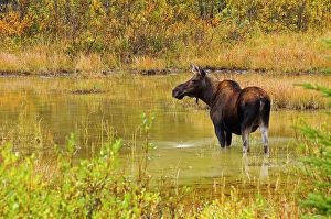 Images Dated 14th June 2023: Moose (Alces alces) in pond in Kananaskis Country, Alberta, Canada