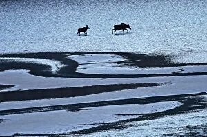 Images Dated 3rd May 2023: Moose (Alces alces) walking on the sand ridges of Medicine Lake, Jasper National Park, Alberta