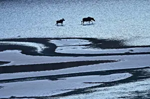 Medicine Lake Prints: Moose (Alces alces) walking on the sand ridges of Medicine Lake