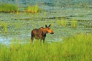 Alces Alces Prints: Moose (Alces alces) in wetland Algonquin Provincial Park, Ontario, Canada
