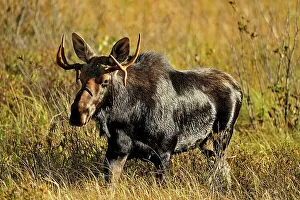 Wandering Prints: Moose (Alces alces) Young bull in rutting season, Algonquin Prov Park, Ontario, Canada