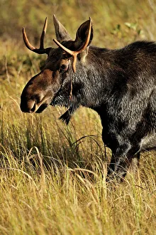 Wandering Prints: Moose (Alces alces) Young bull in rutting season, Algonquin Prov Park, Ontario, Canada