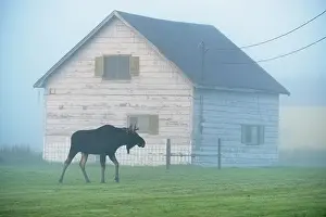 Loafing Prints: Moose (Alces alces) Young bull standing on a rural lawn, Greater Sudbury, Ontario, Canada