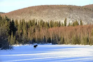 Images Dated 2nd May 2014: Moose out along Chena Hot Springs road, Fairbanks, Alaska, USA