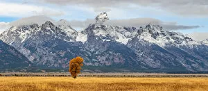 Images Dated 27th February 2019: Mormon Row, Grand Teton National Park, Wyoming, USA