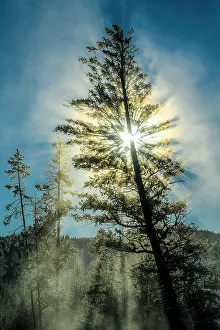 Carvings Prints: Morning fog on the Madison River on a cold morning