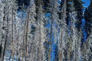 Carvings Prints: Morning frost on the Madison River on a cold morning