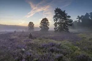 Daybreak Gallery: Morning light with blooming heathland (Calluna vulgaris