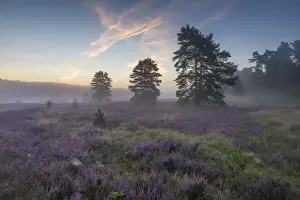 Violet Prints: Morning light with blooming heathland (Calluna vulgaris
