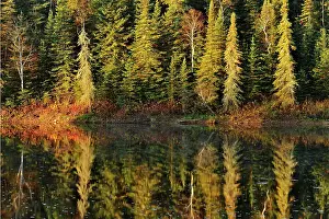 Evergreen Prints: Morning light on shoreline trees of creek Near Kakabeka Falls, Ontario, Canada