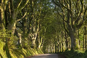 Morning light streaming through an avenue of beech trees near Bridestowe, Dartmoor, Devon Morning light streaming through an avenue of beech trees near Bridestowe, Dartmoor, Devon