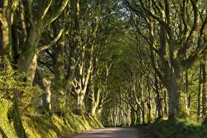 Beech Trees Prints: Morning light streaming through an avenue of beech trees near Bridestowe, Dartmoor, Devon
