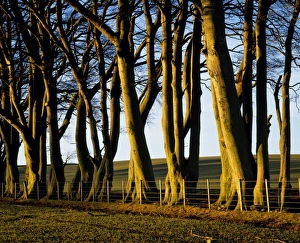 Scot Land Prints: Morning light on trees
