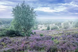 Lower Saxony Prints: Morning mist in the Totengrund heathland near the village of Wilsede
