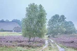Heath Prints: Morning mist in the Wesel Heath nature reserve near Undeloh