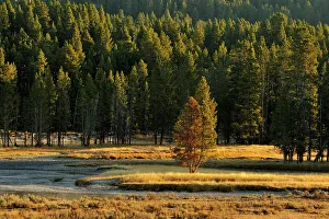 Wyoming Prints: Morning mists on the Yellowstone River near the Mud Volcano, Yellowstone NP, Wyoming, USA