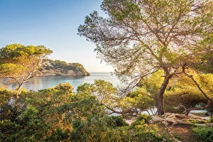 Pine Prints: Morning mood at Cala del Mago, Portals Vells, Mallorca, Balearic Islands, Spain