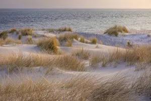 Morning mood in the dunes of the Ellenbogen nature reserve, Sylt, Schleswig-Holstein