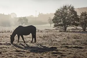 Late Autumn Prints: Morning mood on a horse pasture in late autumn in the valley near Niederseelbach