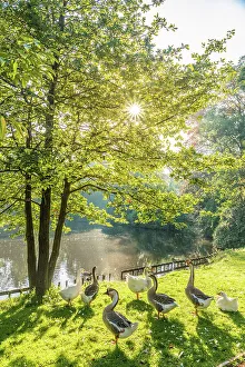 Summery Prints: Morning mood in the Oldenburg castle garden, Oldenburger Land, Lower Saxony, Germany