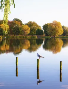 Ponds Prints: Morning reflections in Heron Pond, Bushy Park, London, England