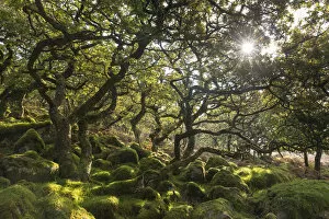 Morning sun shining through Black a Tor Copse, a stunted oak woodland on Dartmoor