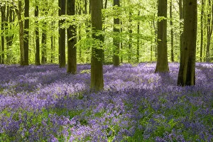 Morning sunlight in a bluebell woodland, West Woods, Wiltshire, England. Spring (May) 2022