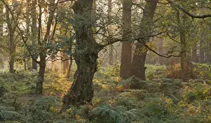 Exmoor Prints: Morning sunlight illuminates a woodland near Webbers Post, Exmoor, Somerset, England