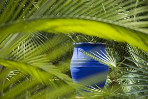 Morocco, Marrakech, Jardin Majorelle