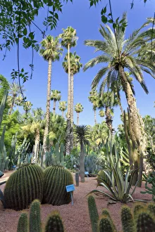 Morocco, Marrakech, Jardin Majorelle