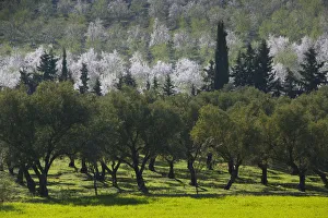 Morocco, Region Kandar et Sebou, Village of BHALIL -Spring Orchard Morocco, Region Kandar et Sebou, Village of BHALIL -Spring Orchard