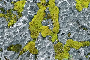 Manitoulin Island Prints: Moss on alvar (limestone) at South Baymouth, Manitoulin Island, Ontario, Canada