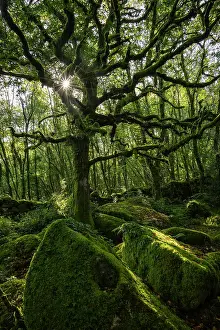 August Prints: Moss covered ancient woodland in Dartmoor National Park