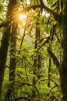 Pacific Northwest Prints: Moss-covered Big Leaf Maple Trees, Silver Falls State Park, Oregon, USA