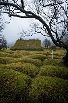 Sudurland Prints: Moss covered cemetery by bare tree at historic Hofskirkja church in Hof village, South