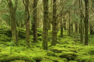 Mystical Prints: Moss Covered Forest, Reenadinna