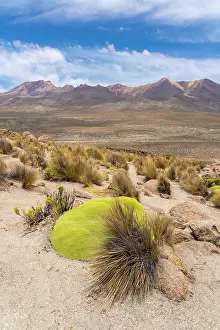 Arequipa Region Prints: Moss-covered rocks and turfs of grass with Pichu Pichu volcanoe in background